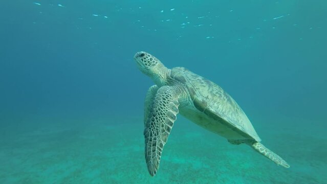 Slow motion, Big sea turtle slowly fly to the up in the blue water in sunrays. Great Green Sea Turtle (Chelonia mydas) swim upward. Red Sea, Egypt