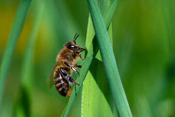 A honey bee sits on a green blade of grass. Close-up