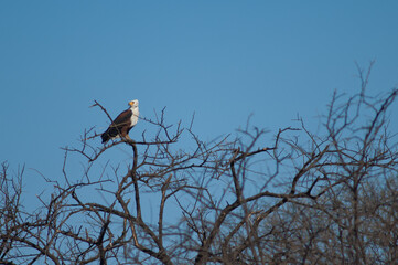 African fish eagle Haliaeetus vocifer. Oiseaux du Djoudj National Park. Saint-Louis. Senegal.