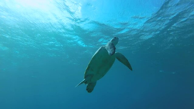 Big sea turtle slowly fly to the up in the blue water in sunrays backlight. Great Green Sea Turtle (Chelonia mydas) swim upward. Red Sea, Egypt