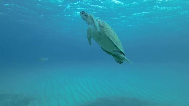 Big sea turtle swim in the blue water to up, takes a breath and lies under surface of water. Great Green Sea Turtle (Chelonia mydas), Red Sea, Egypt