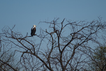 African fish eagle Haliaeetus vocifer. Oiseaux du Djoudj National Park. Saint-Louis. Senegal.