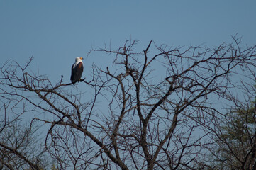 African fish eagle Haliaeetus vocifer. Oiseaux du Djoudj National Park. Saint-Louis. Senegal.