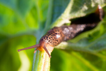 Macro shot of a large long slug, leopard slug Limax maximus, family Limacidae, crawling on green leaves. Spring, Ukraine, May