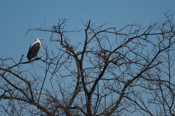 African fish eagle Haliaeetus vocifer. Oiseaux du Djoudj National Park. Saint-Louis. Senegal.