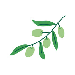 Olive tree leaf branch with olives. Delicious fruit for seasoning and dishes. Greek fruit plant. Mediterranean italian vegetables growing on sprig with leaves. Organic healthy food flat illustration