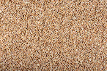 Texture of wheat, grains. Background for dry wheat design. Large size for banner printing or...