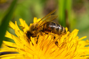 Close-up of a honey bee taking nectar on a spring yellow dandelion flower