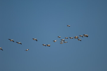 Great white pelicans Pelecanus onocrotalus in flight. Oiseaux du Djoudj National Park. Saint-Louis. Senegal.
