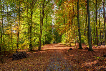 Obraz premium Path in forest at autumn. Wildlife during autumn in Poland,