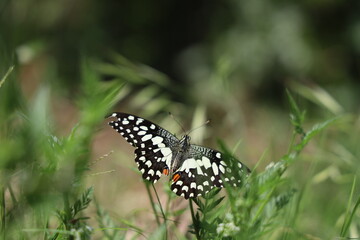 Butterfly between green branches
