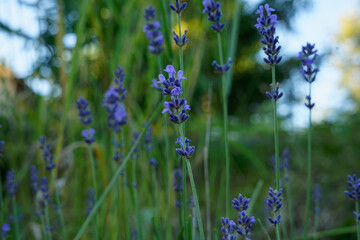 purple wild lavender in nature