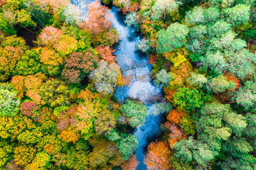 Top view of river and forest in autumn, aerial view