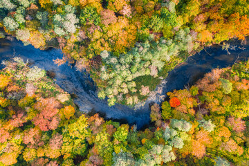 Autumn river and colorful forest. Aerial view of nature, Poland.