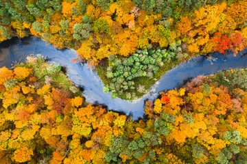 Fotobehang Bosrivier Kleurrijk bos en rivier. Luchtfoto van wilde dieren in de herfst