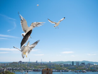 Fototapeta na wymiar Seagulls catch pieces of food in flight.