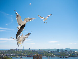 Seagulls catch pieces of food in flight.