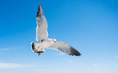 Obraz premium Flying seagull over blue sky.