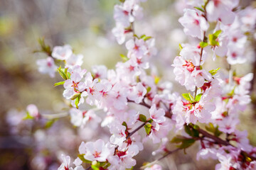 Cherry blossoms. Selective focus with shallow depth of field