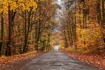 Fototapeta na wymiar Brown forest and road in autumn. Nature during fall, Poland.