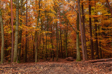 Forest in the autumn. Nature in Poland during fall.