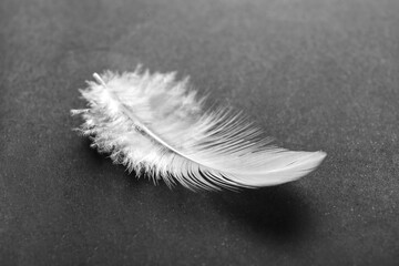 Beautiful feather on dark background