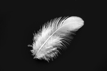 Beautiful feather on dark background