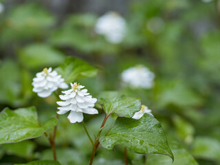 道端に咲く野の花