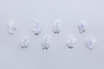 Beautiful feathers on light background