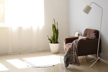 Comfortable armchair and beautiful houseplant in room