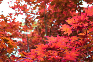 red autumn leaves