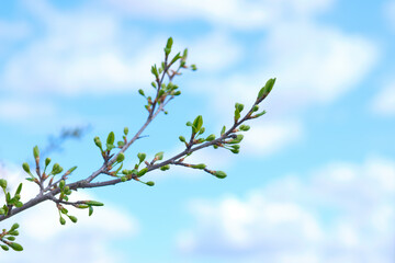 apple tree branch against the blue sky