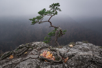 Sokolica peak in foggy Pieniny mountains. Autumn in Poland.