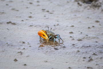 Colorful fiddler crab on a tropical beach in Thailand