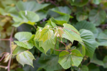 grapes leaves green fresh background