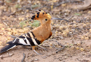 African Hoopoe with worm, Kgalagadi