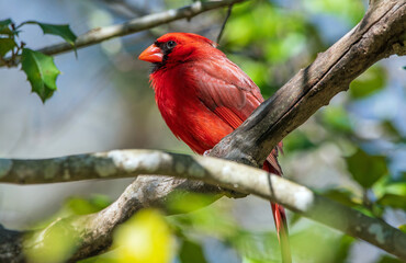 male cardinal in a tree