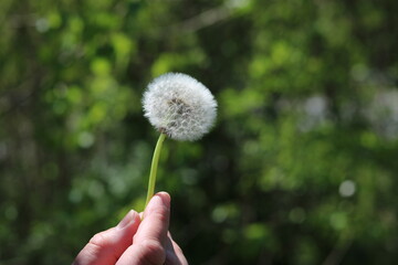 Blossomed dandelion in hand  on a green backgroud, close-uo