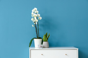 Beautiful orchid flower, houseplant and candle on chest of drawers near blue wall