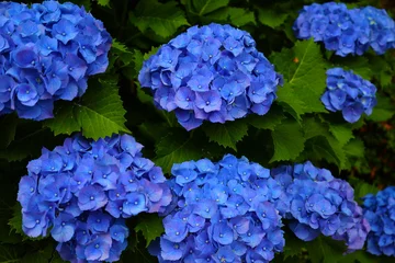 Verduisterende gordijnen blue hydrangea flowers © MIYAMOTO SATOMI
