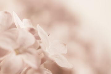 Fototapeta na wymiar Pale pink beige neutral color little lilac flowers buds looking up on blur blur light background for wedding invitation or vintage romantic wallpaper macro