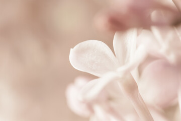 Pale pink neutral color little lilac flowers buds on beige blur background for wedding invitation or vintage romantic wallpaper macro