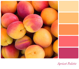 Apricot background  in a colour palette with complimentary colour swatches