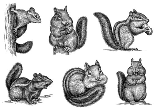 black and white engrave isolated chipmunk set illustration