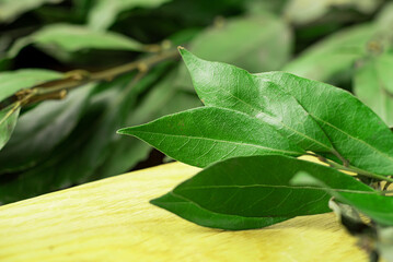 Obraz premium Bay leaves on a branch. Macro. Light wooden background.