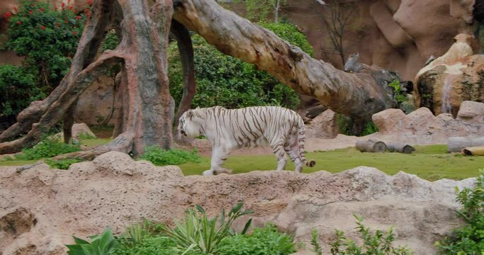 White tiger gracefully walks around the trees.