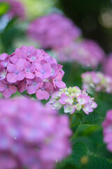 Obraz premium 紫陽花
