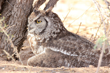 Spotted eagle Owl in the Kgalagadi