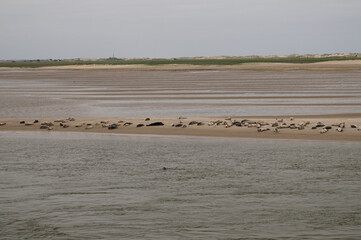 Seals Resting On A Sandbar Near Baltrum Island East Frisia Germany On An Overcast Spring Day