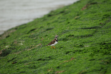Plover Bird Waddling On A Spur Dike With Green Moss And Algae On Baltrum Island Frisia Germany On An Overcast Spring Day